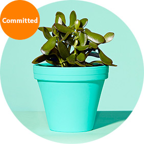Committed - potted plant